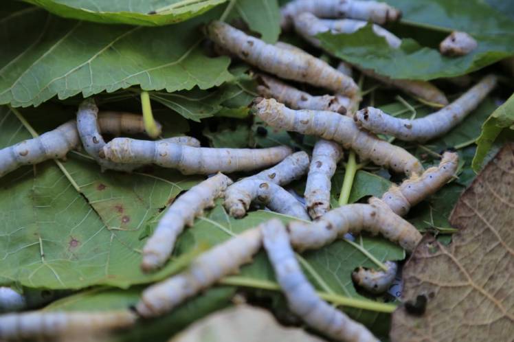 dif- santuario del gusano de seda 6